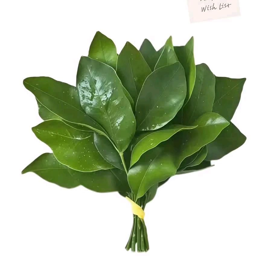 落叶季