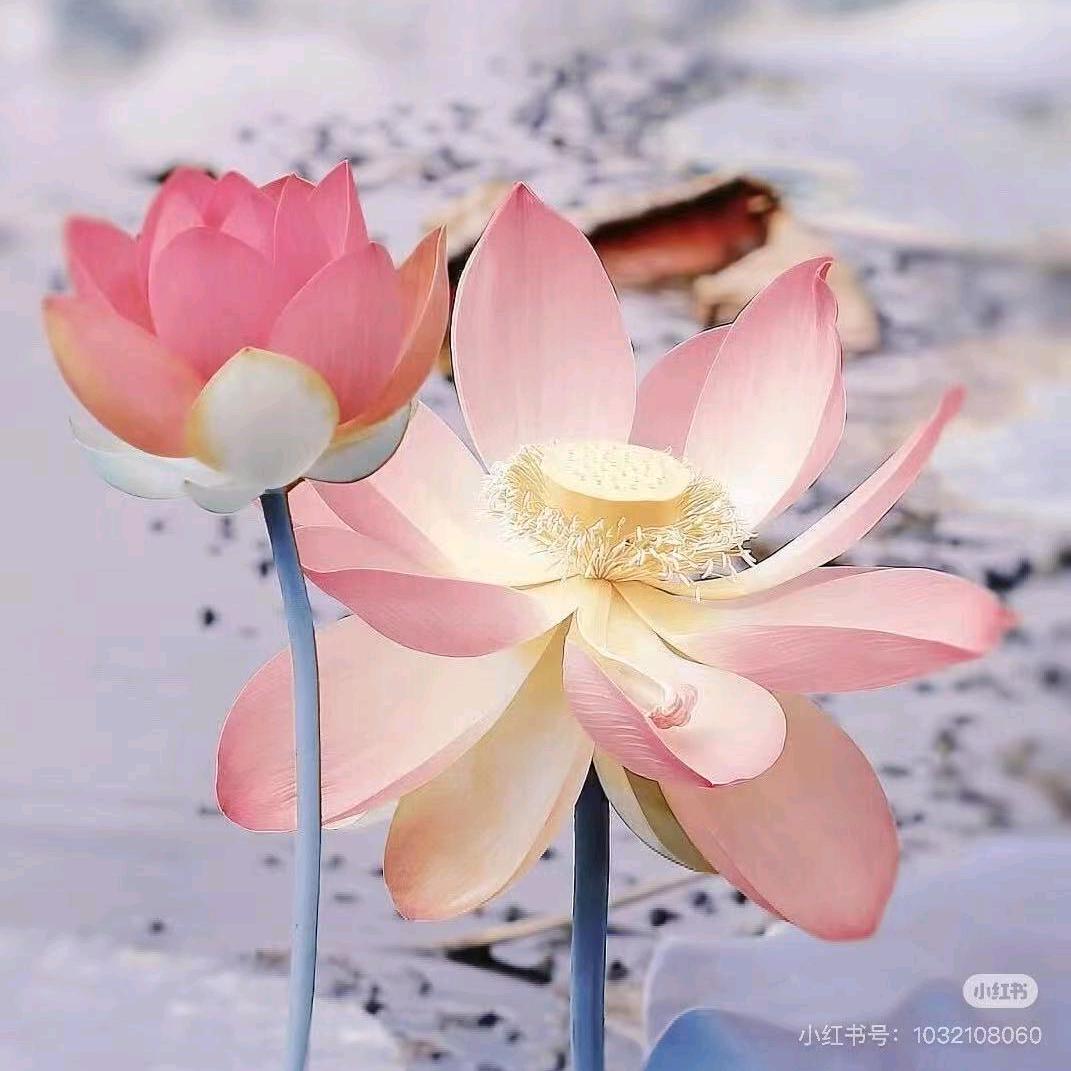 天天爱剧