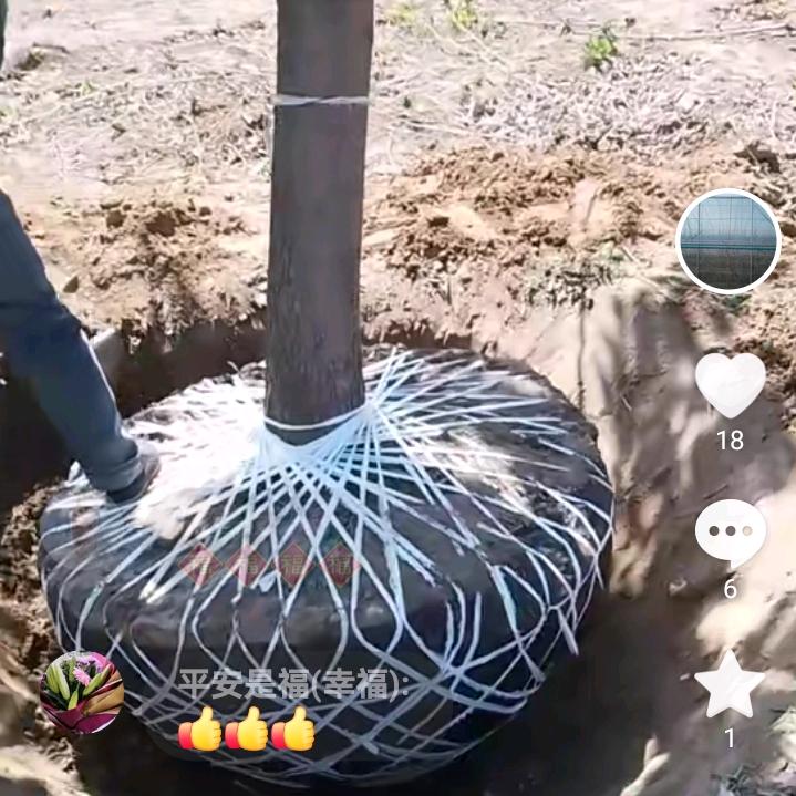 专业挖树小张。。。。。