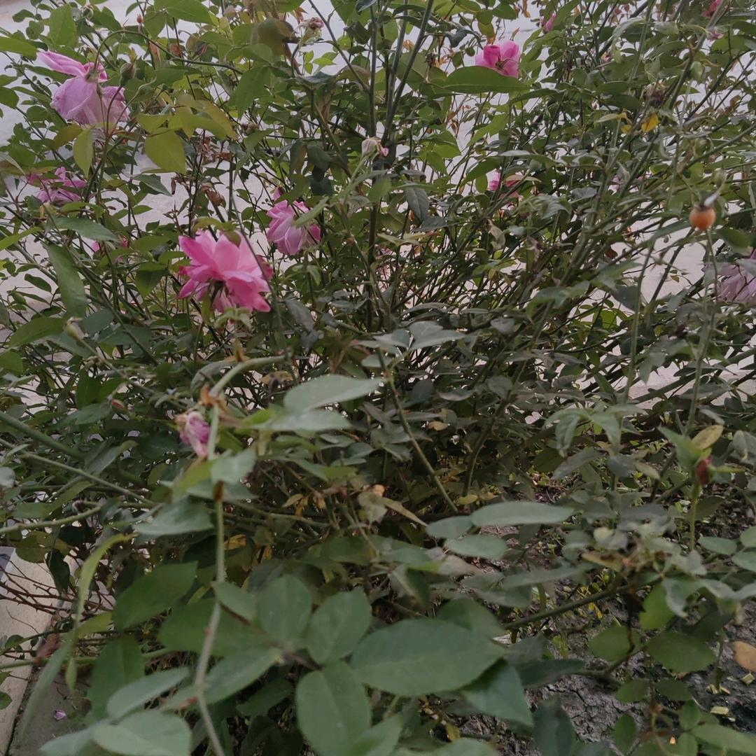 蜘蛛
