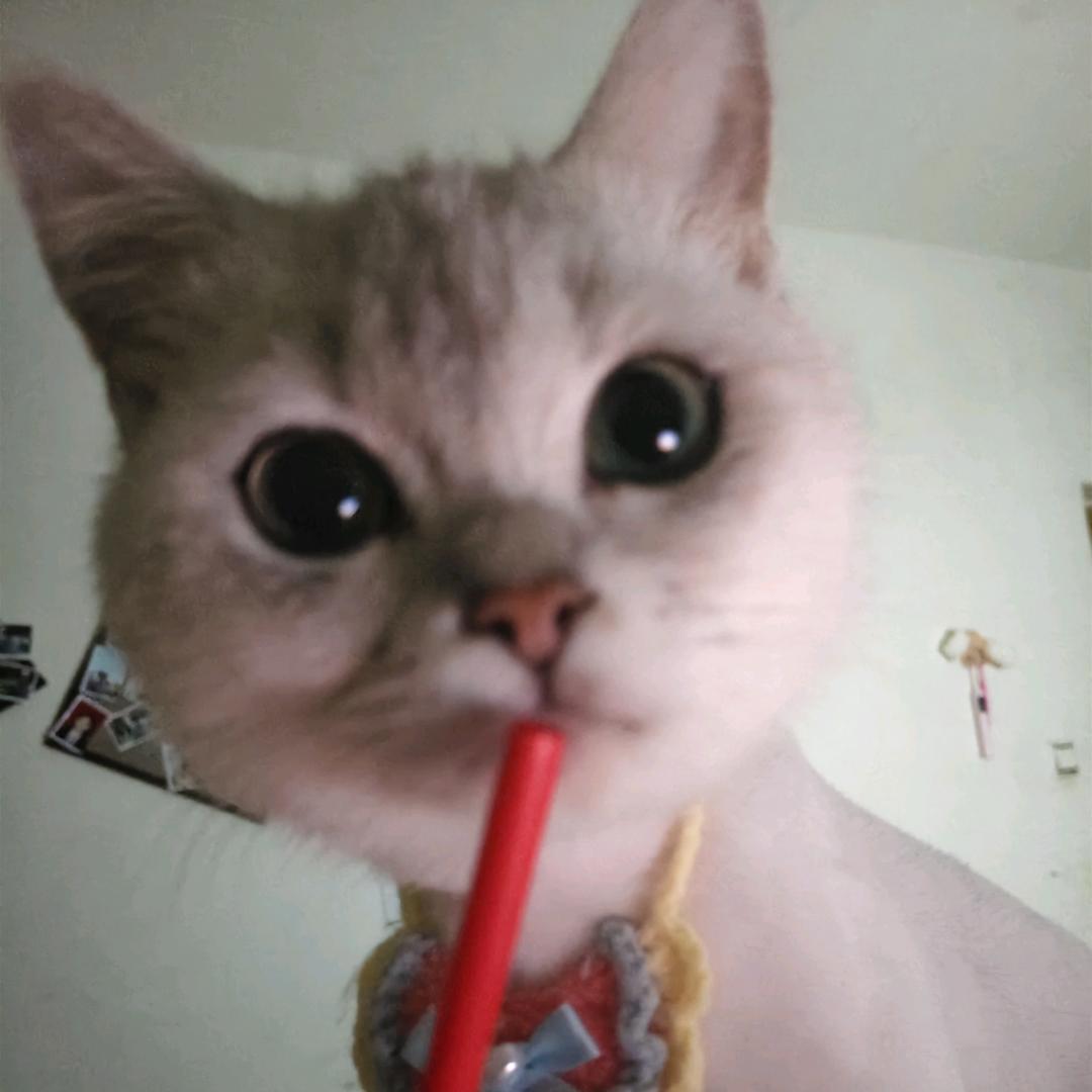 派送大月亮