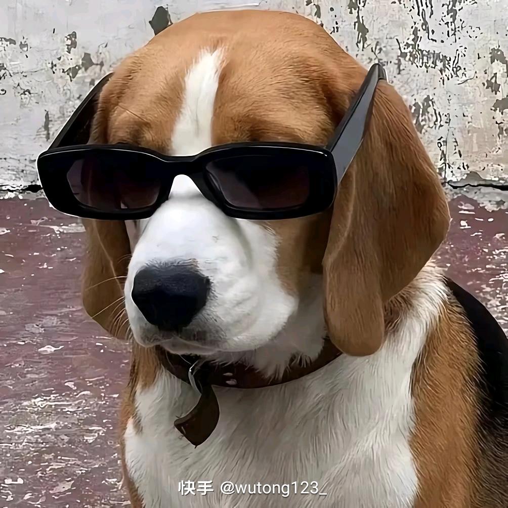 好运莲莲