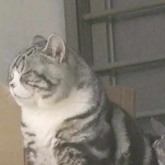 【三角洲行动】陪你猫南北、