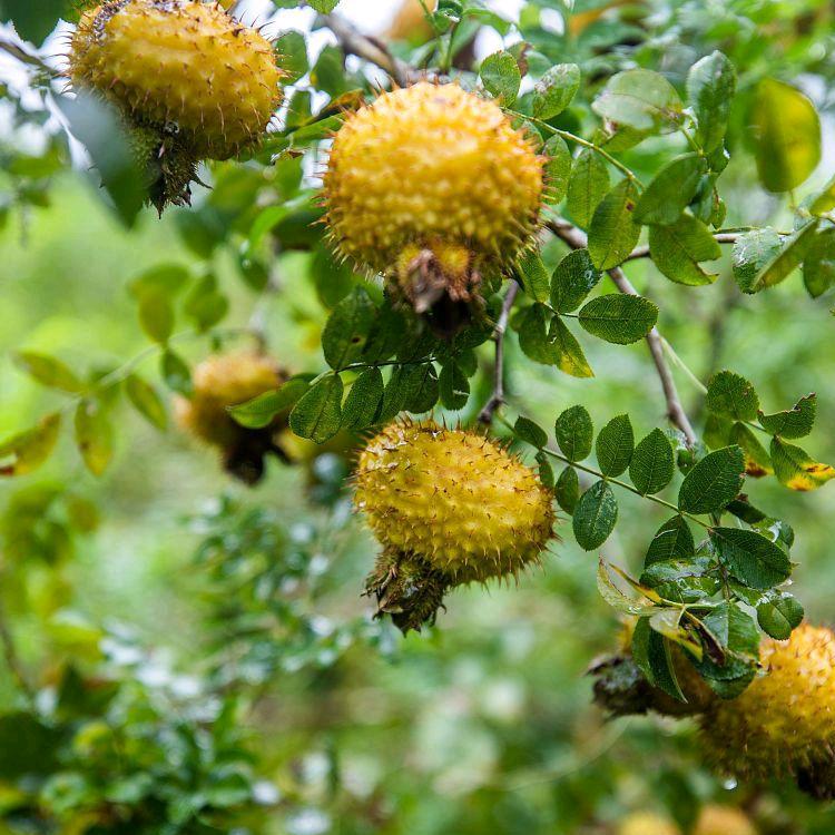 达通伟业食品企业店