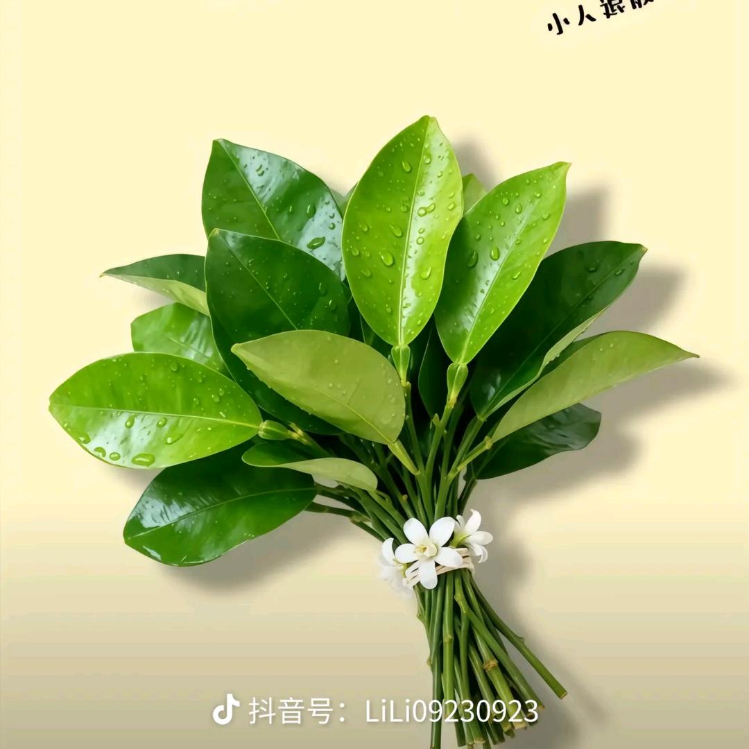 🥀芋儿