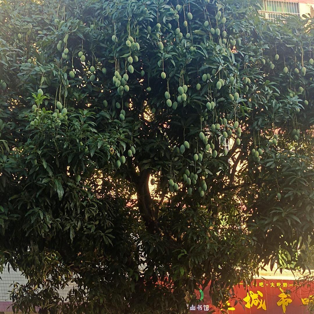 ¯_(☯香෴公主☯)_/¯