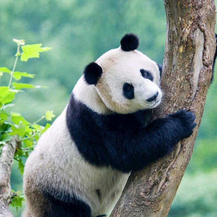 乐声
