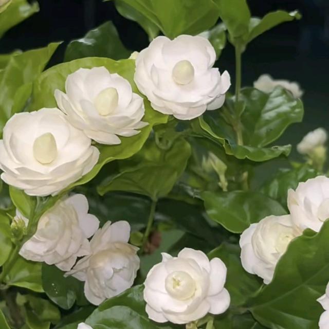 陈陈的田园（账号搭建中）🦈