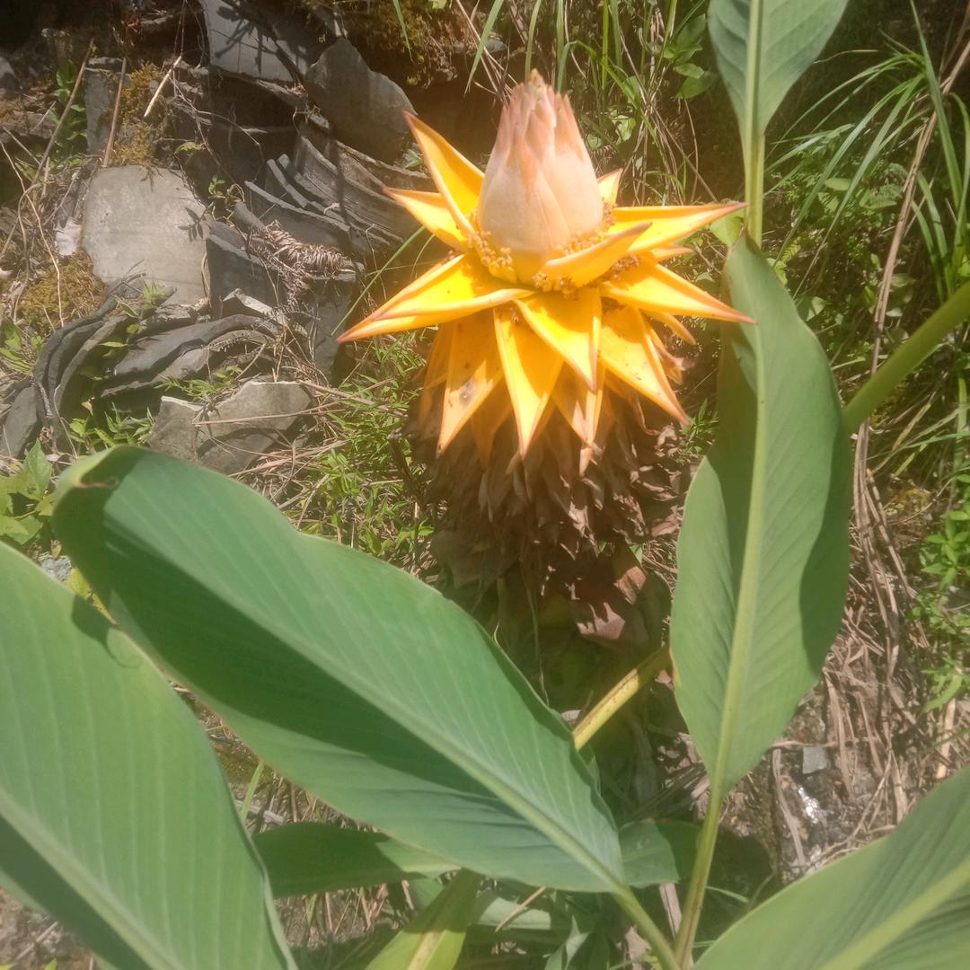 秦侠