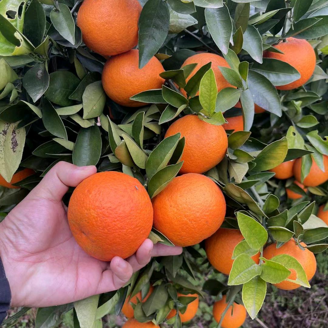 李式果业有限公司全国代收代发，欢迎您