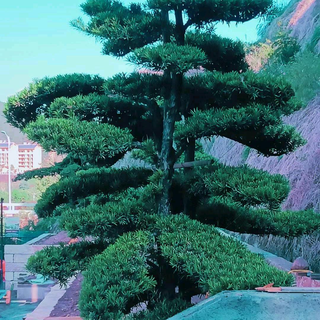 专业绿化