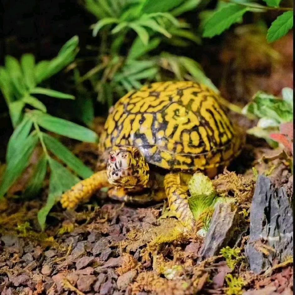 行李箱🐢（箱龟养殖）