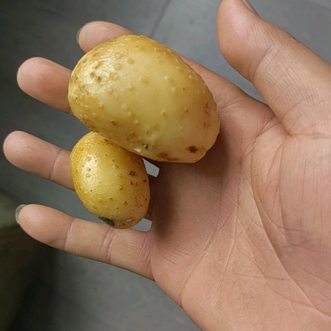 打工仔
