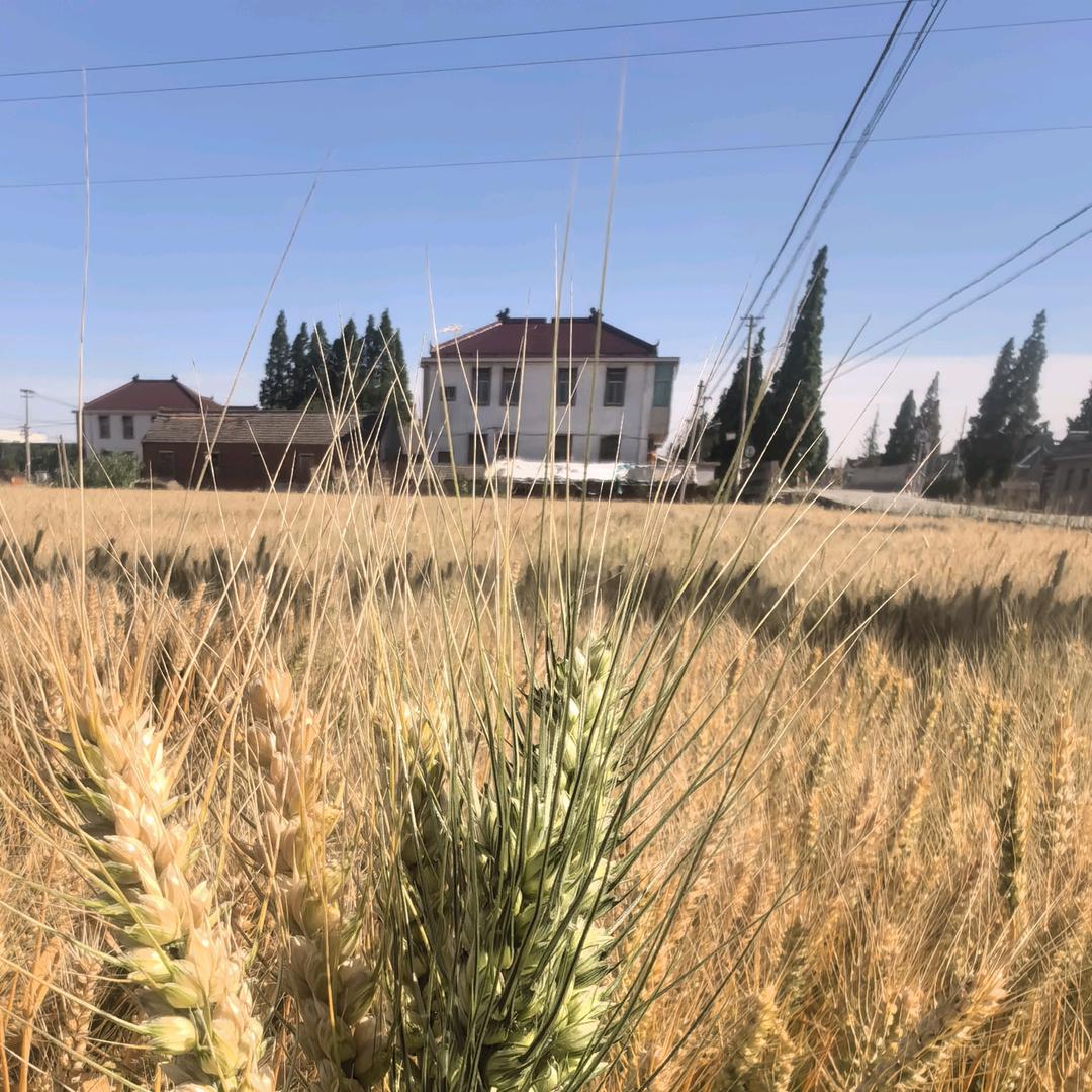 老周家的黑小子