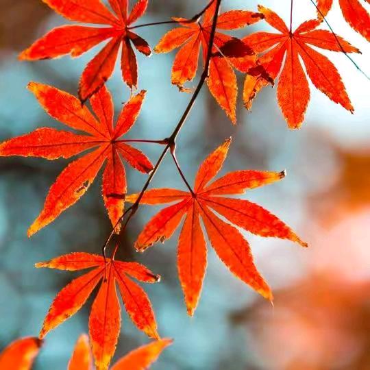 怀旧大叔