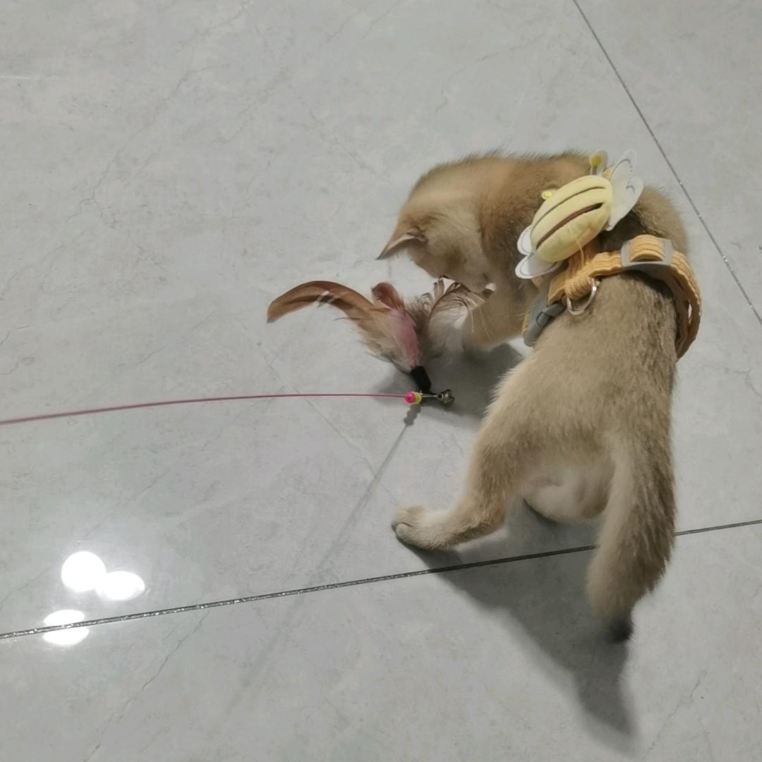 忠予灵曦