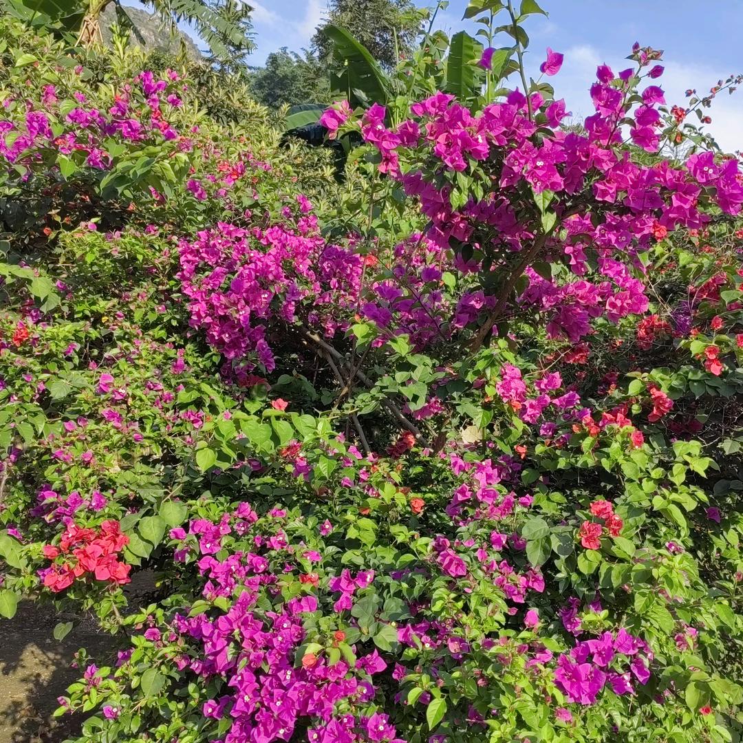 一花一世界一念一尘缘