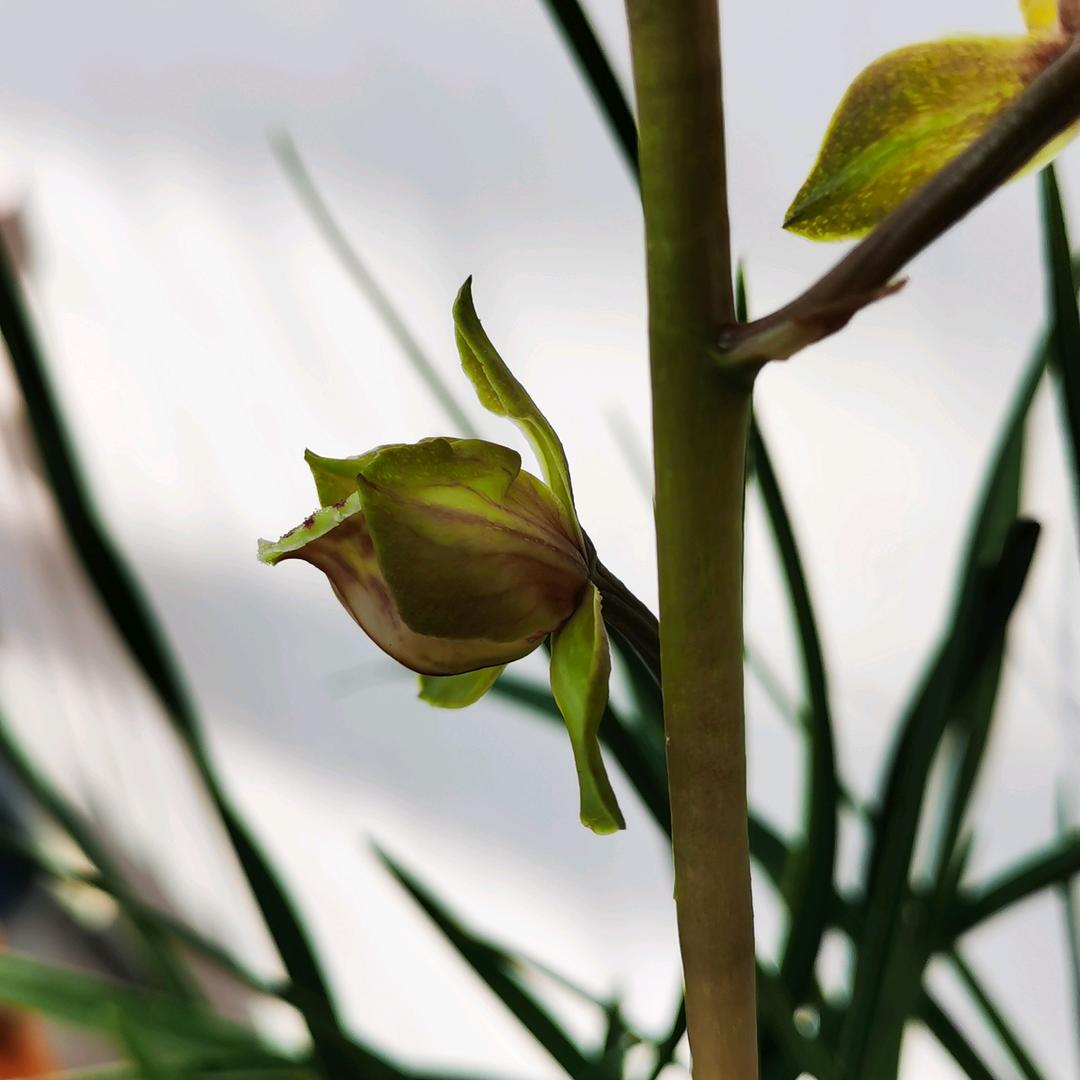 兰蕙知我心《苏新庄》