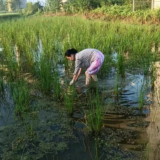 保琳琳5 ：10首播