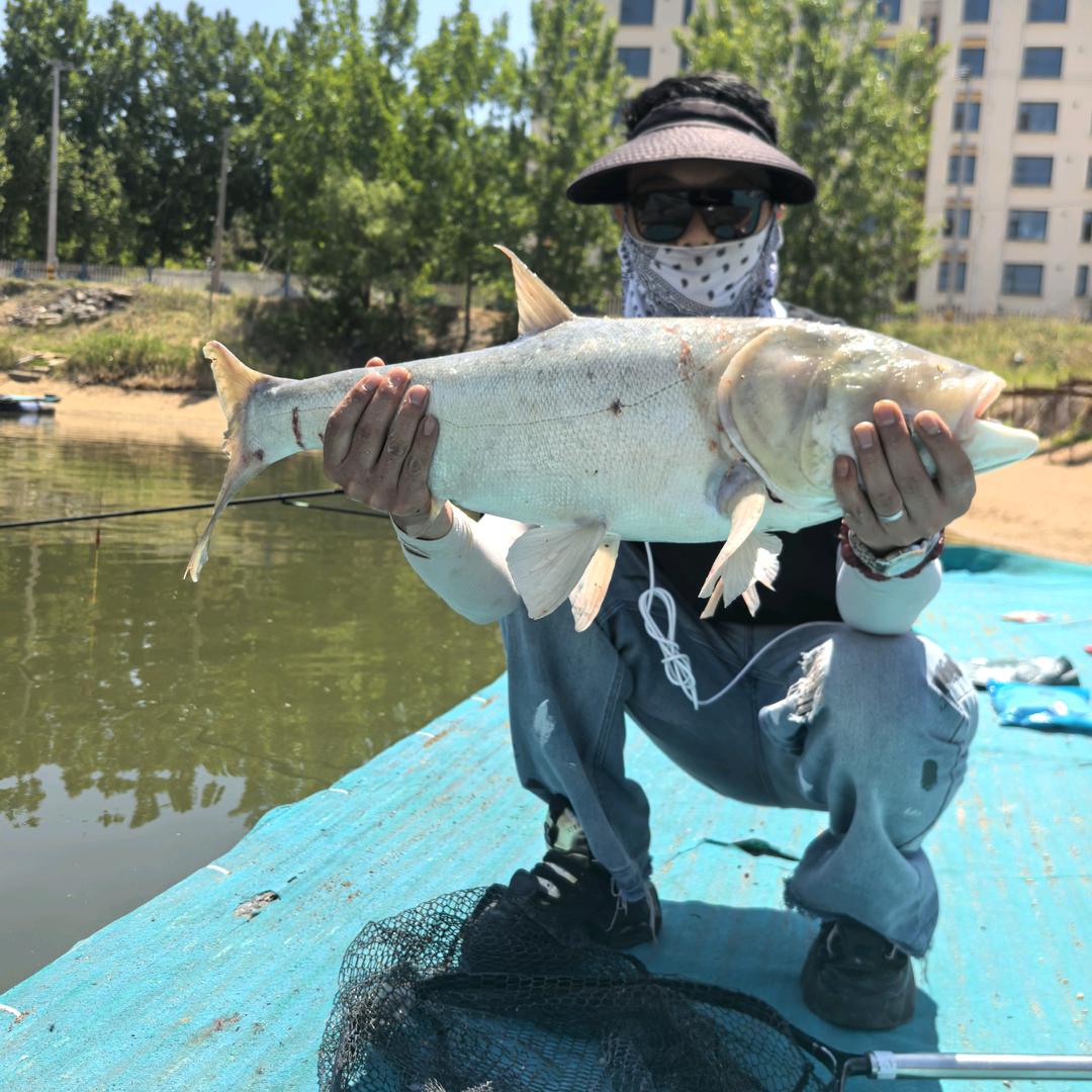 海哥钓鱼