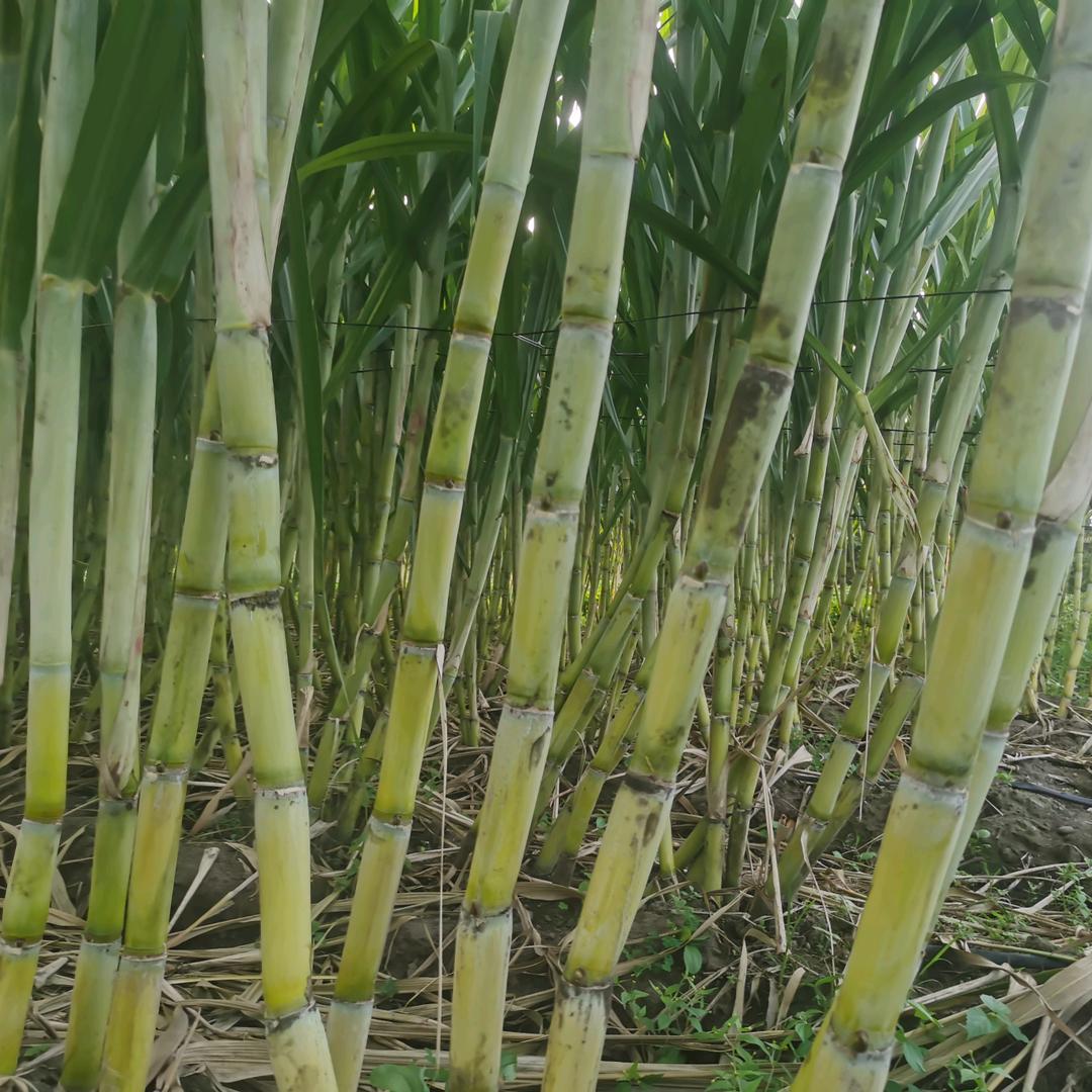 清道河边甘蔗采摘园