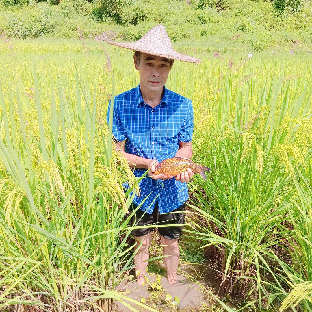天一田鱼