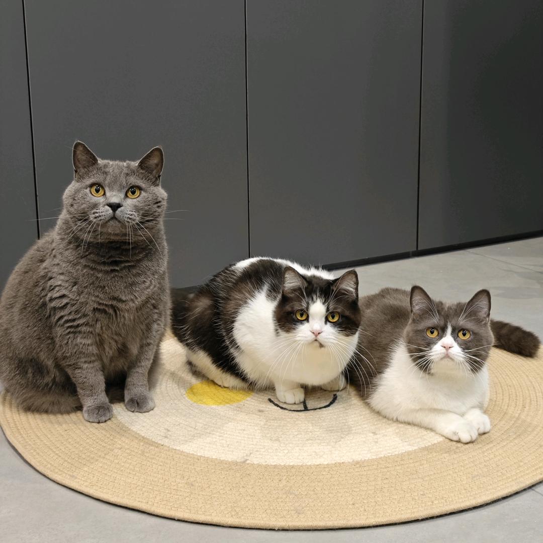 吴买乐的哈基米