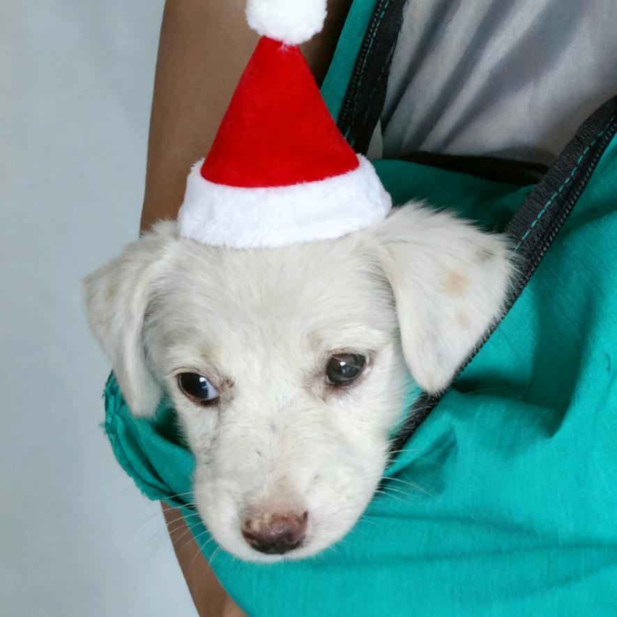 咣啷是一种歹徒～