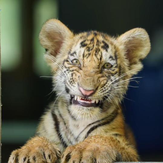 仁义(≧∇≦)/剑客