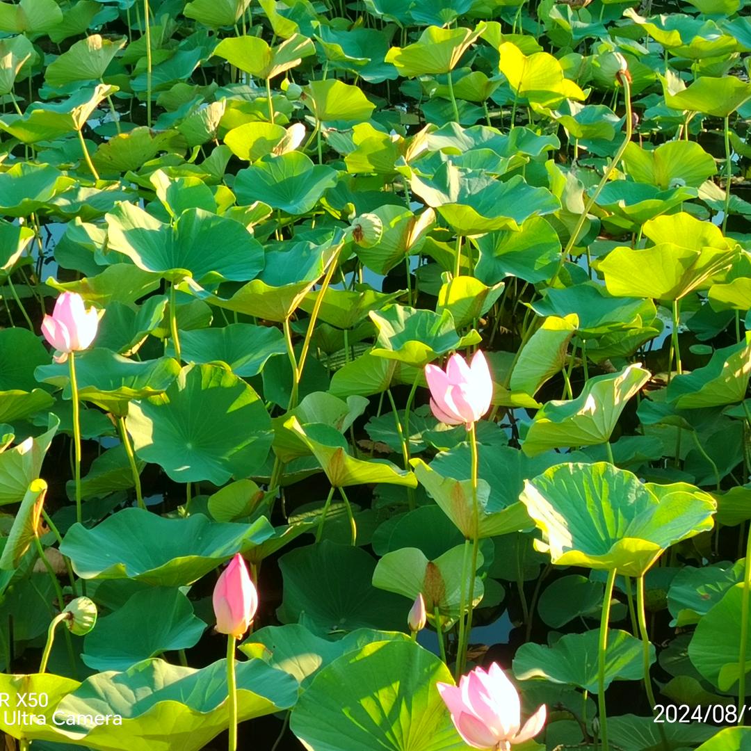 🌸🌸🌸太阳花🌸🌸🌸