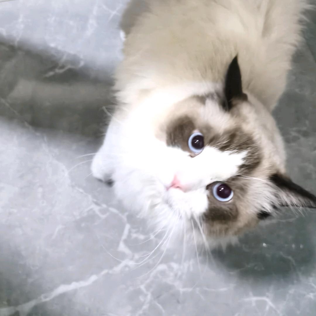 微醺小猫咪