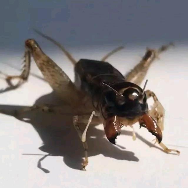 蟋都秋虫
