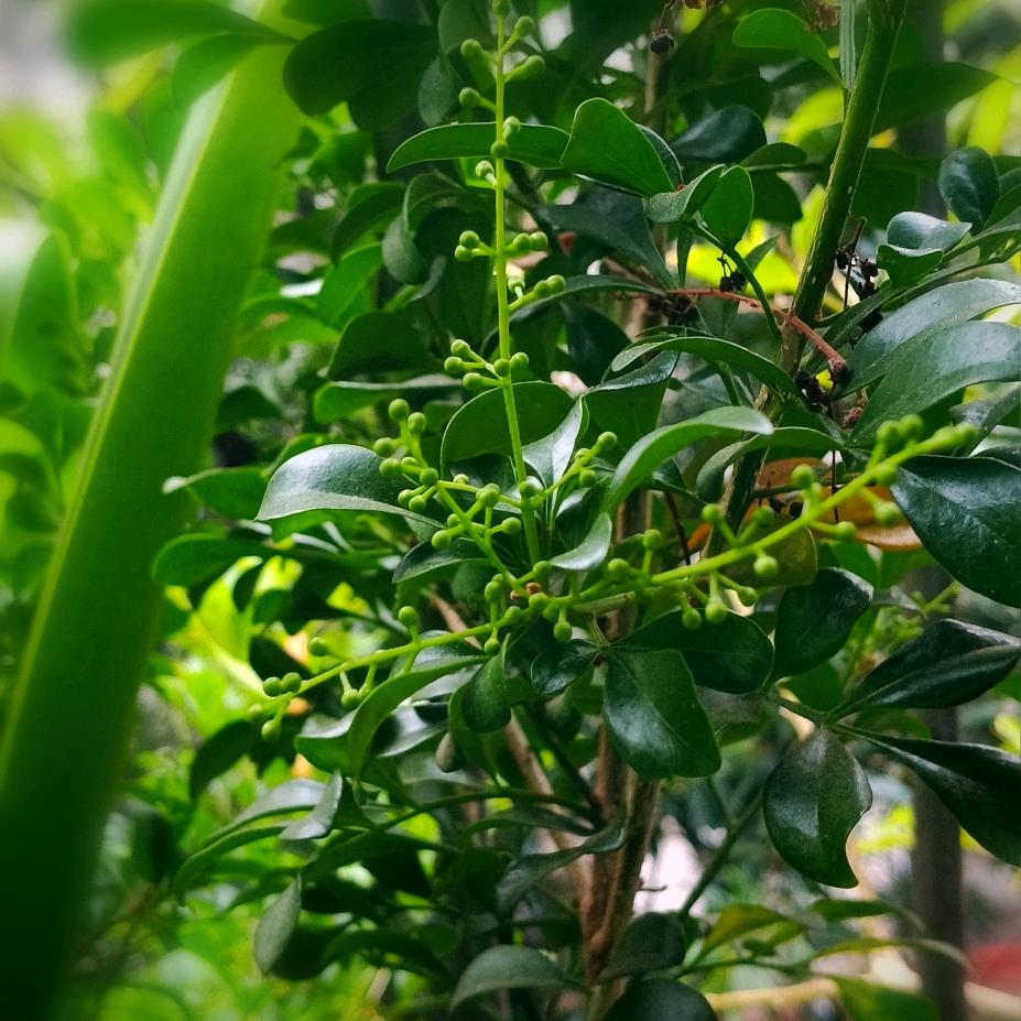 繁花似锦