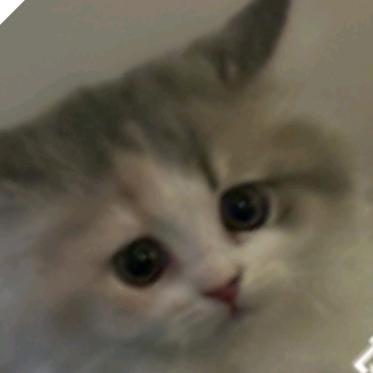 朱叶