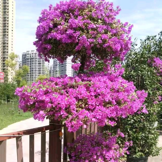 老叔拉果丘