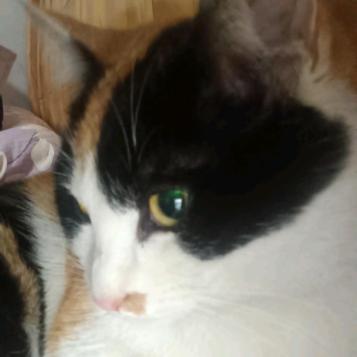 跑得快的小绿鱼