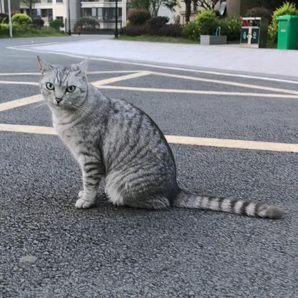 思念