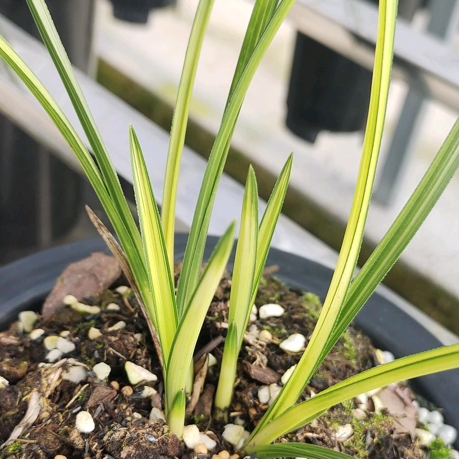 姓王，住你隔壁