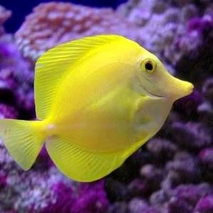 水中🐠🔥