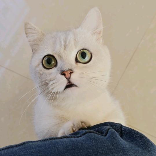 小馋猫月月