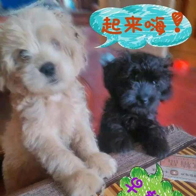 昨日的云