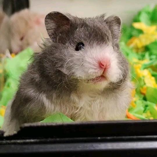 拾野的熊熊小铺1