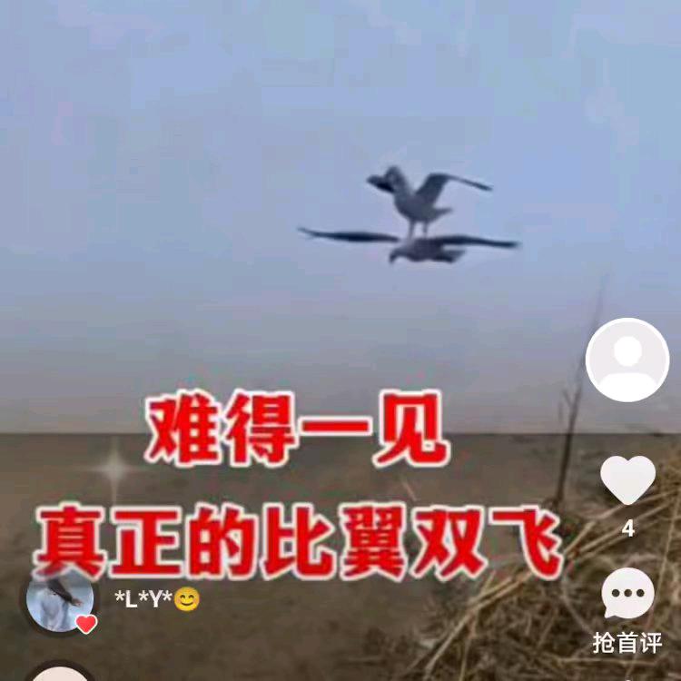 爱吃葱香芝士包的岩隐头像