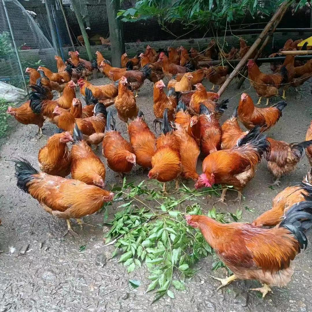 石扇青山家禽批发部