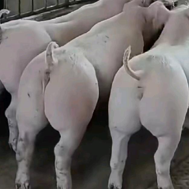 淳亿种公猪种母猪育种场