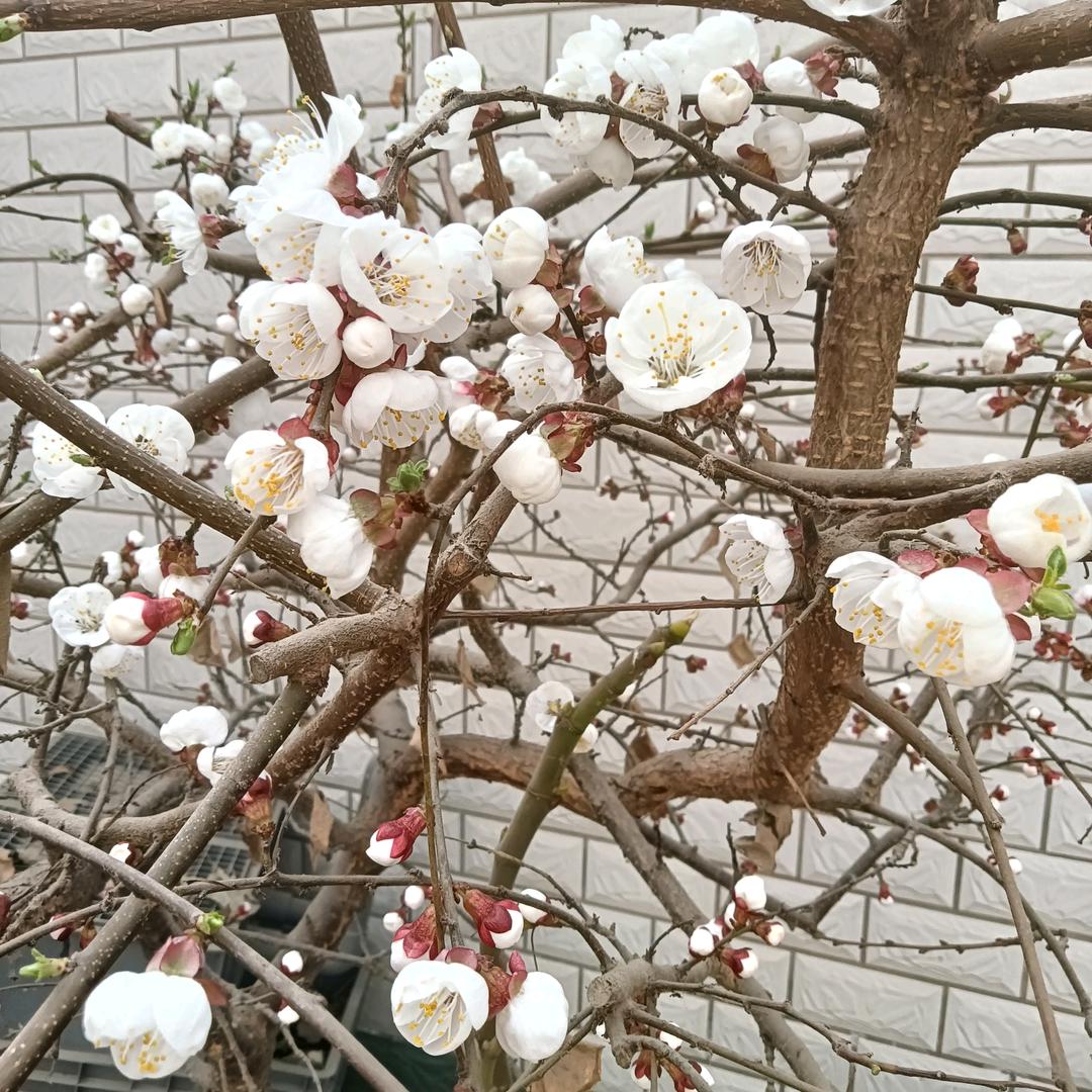 祝