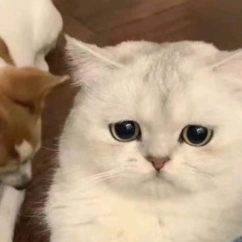 不能再胖了