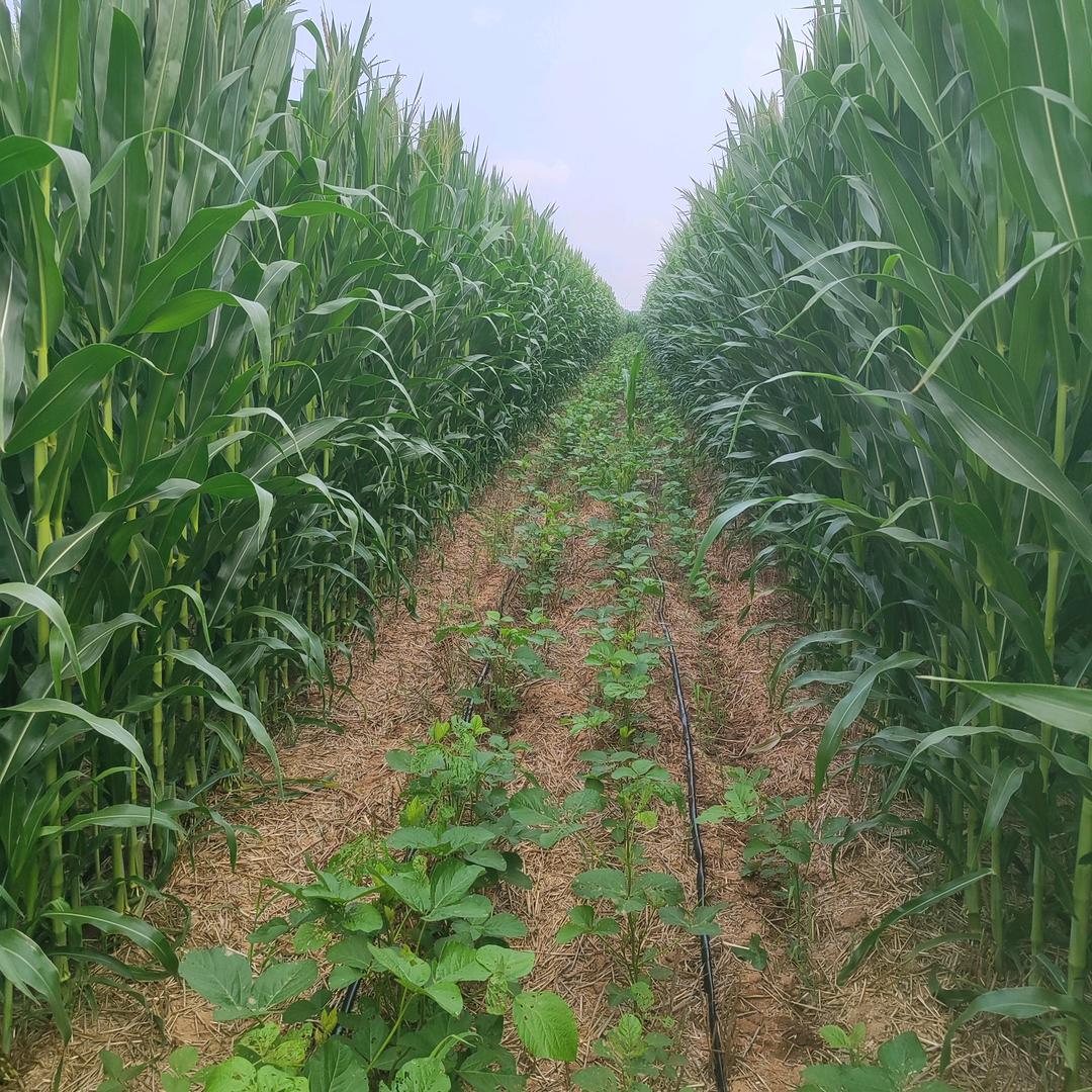 伟德康隆甜妞     沁阳提稳增收