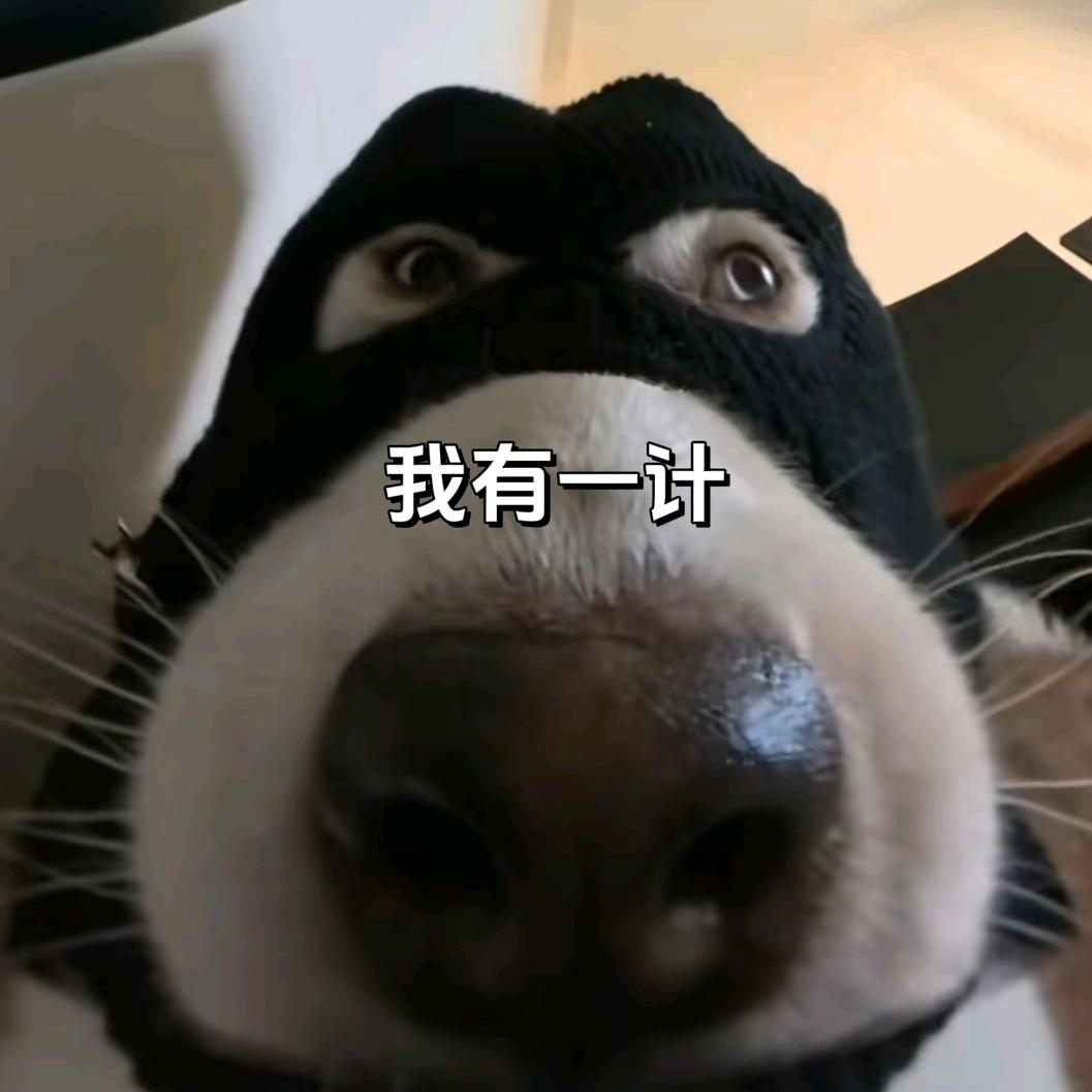 狗狗挣大钱