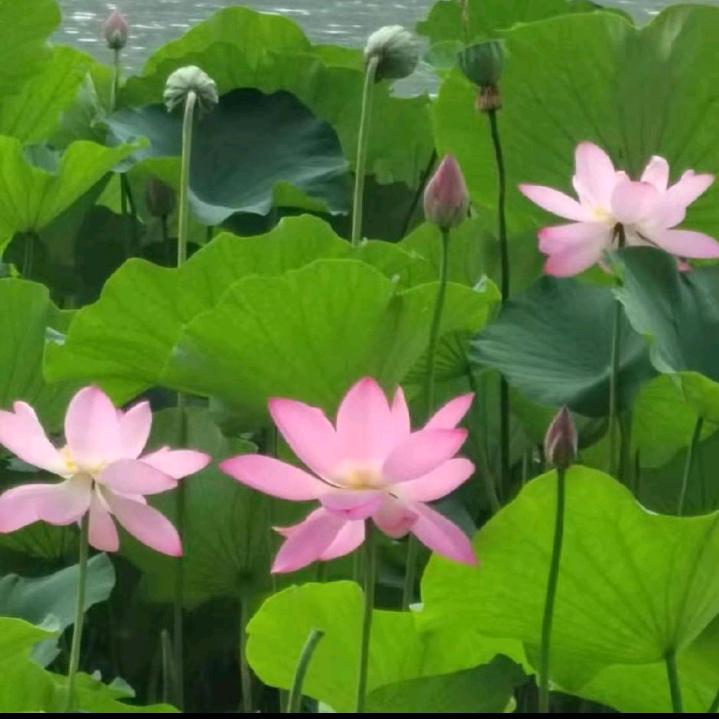连花